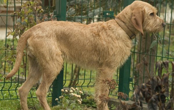 Griffon Fauve de Bretagne - Race de chien