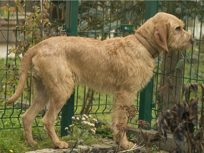 Griffon Fauve de Bretagne - Race de chien