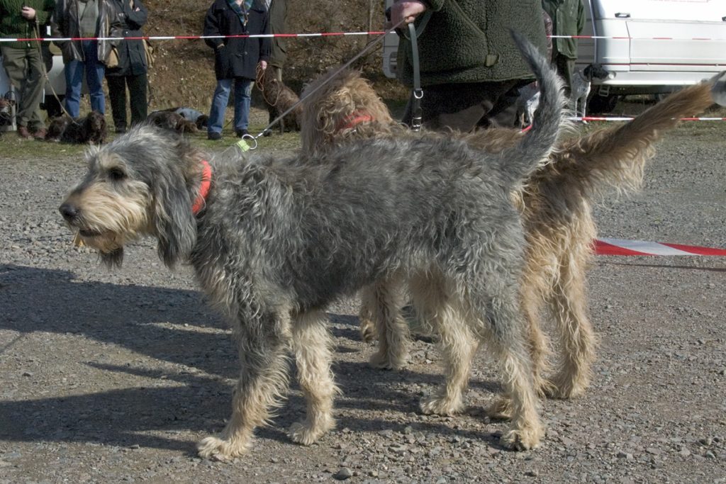 Griffon nivernais - Race de chien