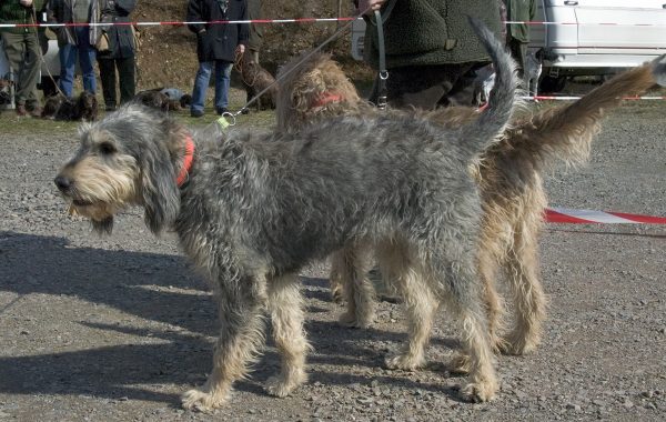 Griffon nivernais - Race de chien