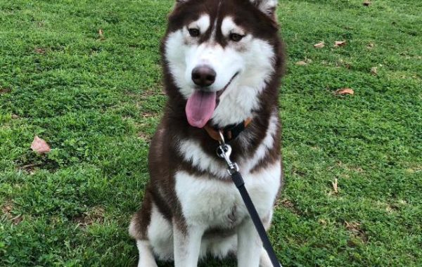 Husky sibérien - Race de chien