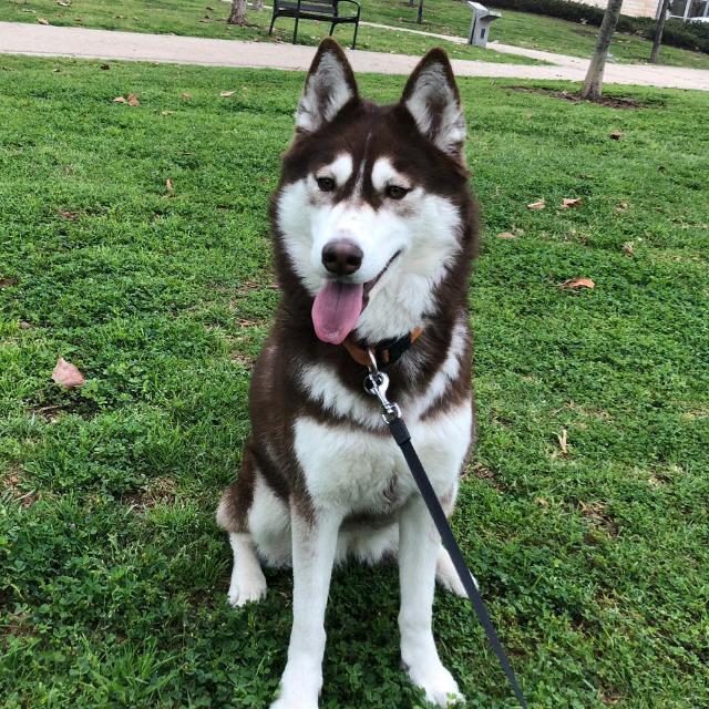 Husky sibérien - Race de chien