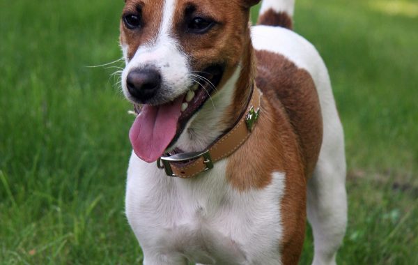 Jack Russell - Race de chien