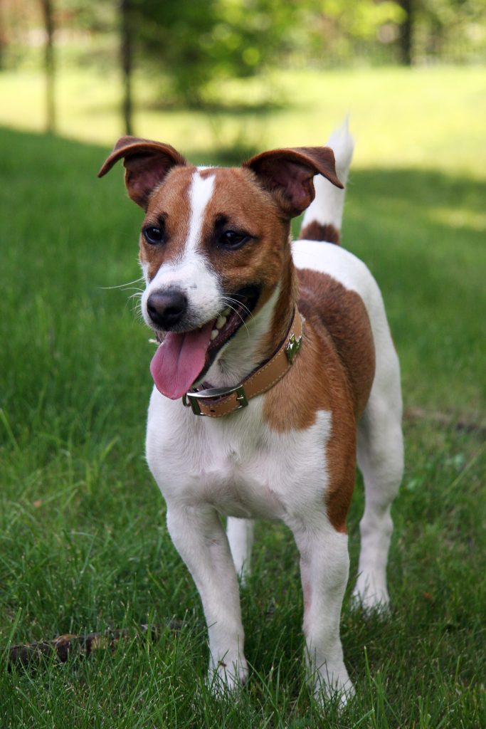 Jack Russell - Race de chien