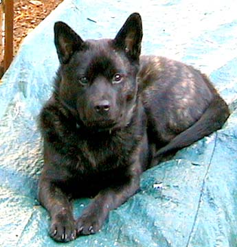 Kai - Race de chien