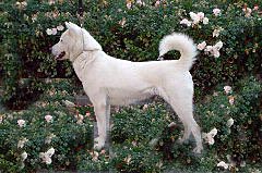 Kishu - Race de chien