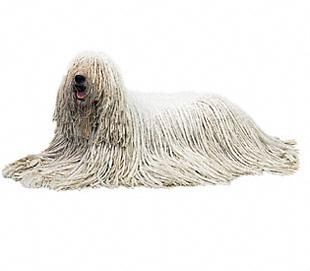 Komondor - Race de chien