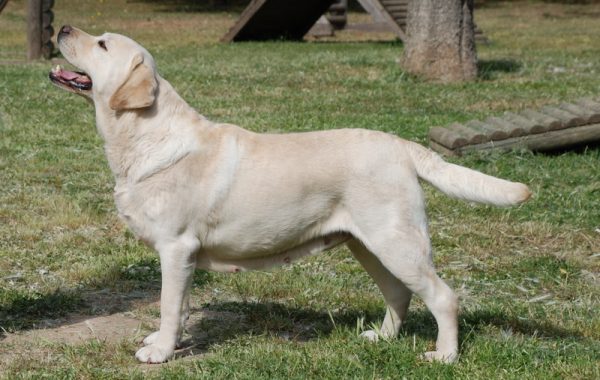 labrador retriever - Race de chien