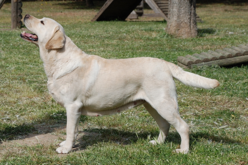 labrador retriever - Race de chien