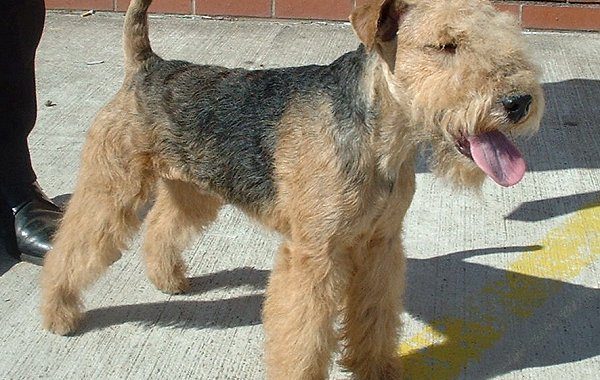 Lakeland Terrier - Race de chien