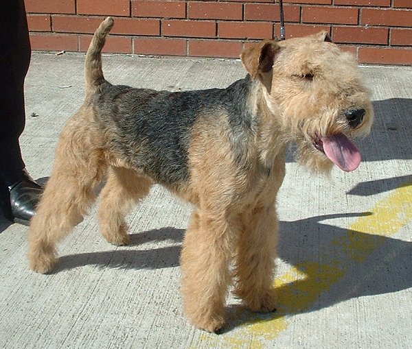 Lakeland Terrier - Race de chien