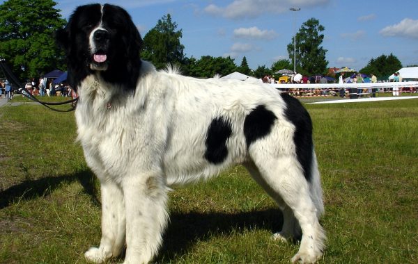 Landseer - Race de chien