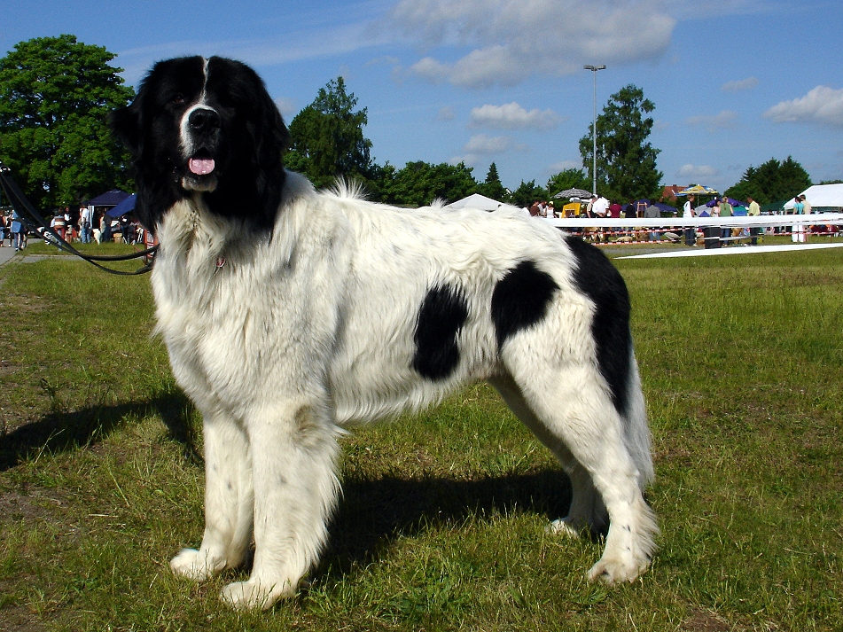 Landseer - Race de chien