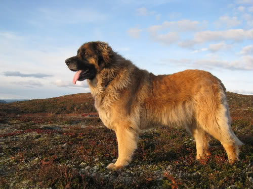 Leonberg - Race de chien
