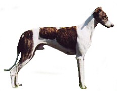 Lévrier hongrois - Race de chien