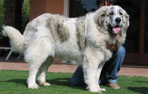 Mâtin des Pyrénées - Race de chien