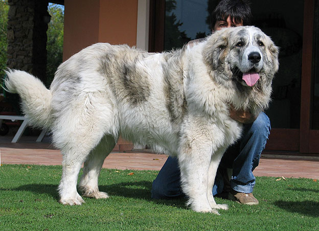 Mâtin des Pyrénées - Race de chien