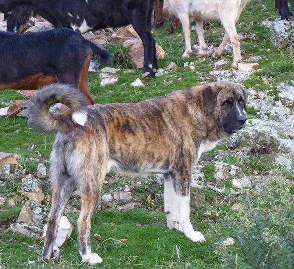 Mâtin espagnol - Race de chien
