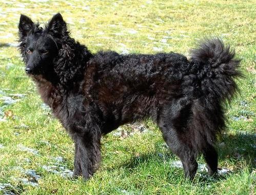 Mudi - Race de chien