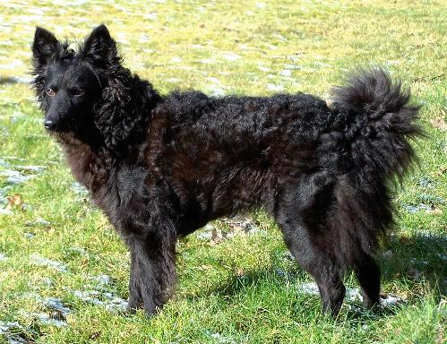 Mudi - Race de chien