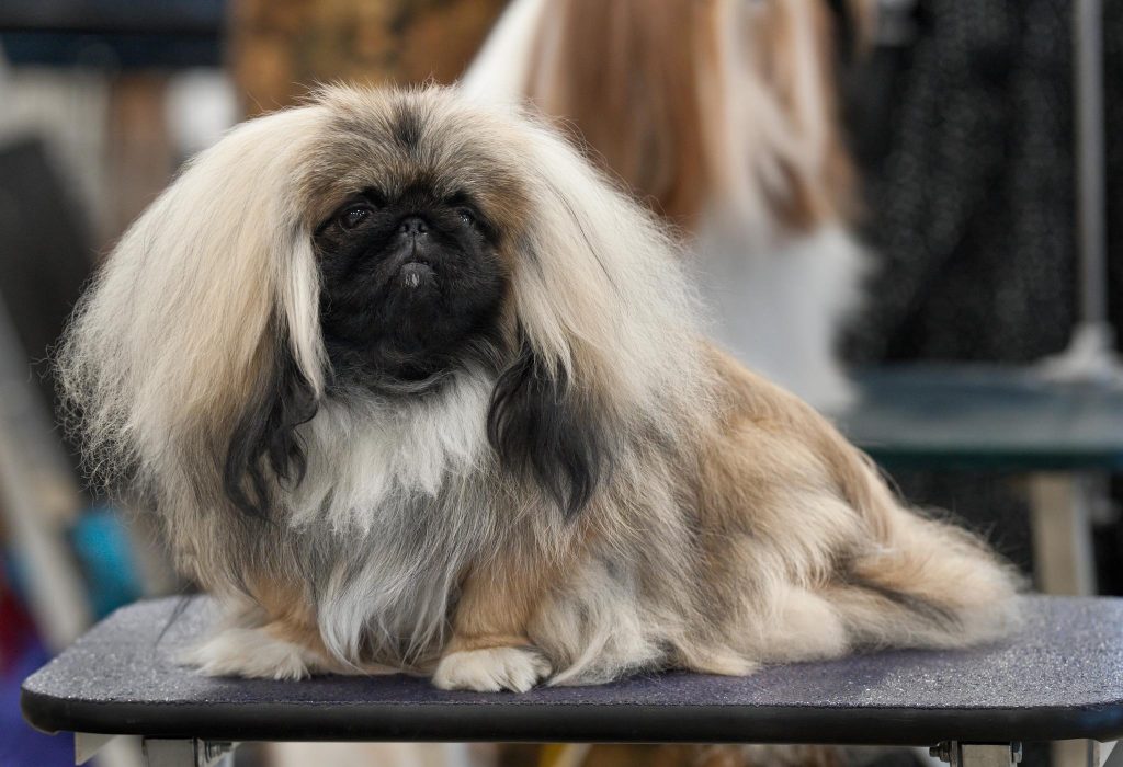 Pékinois - Race de chien