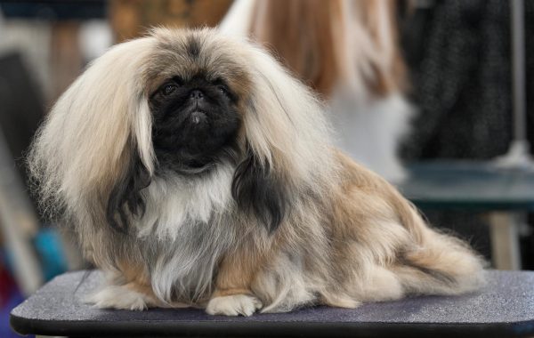 Pékinois - Race de chien