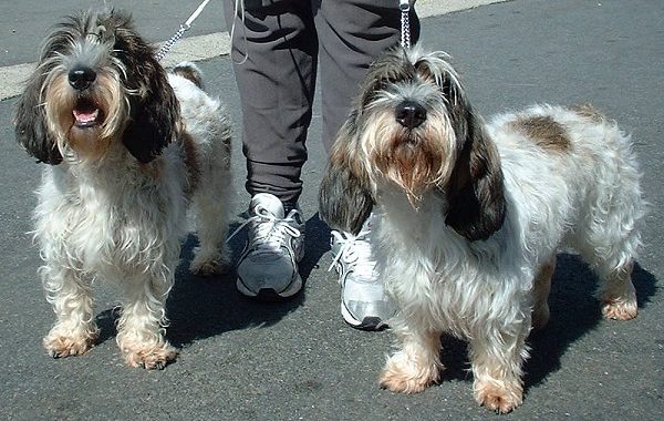 Petit basset griffon Vendéen - Race de chien