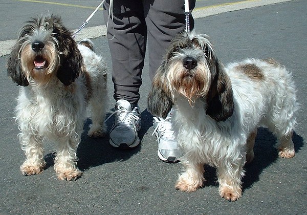 Petit basset griffon Vendéen - Race de chien