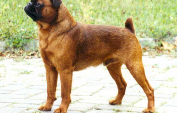Petit brabançon - Race de chien