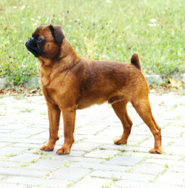 Petit brabançon - Race de chien