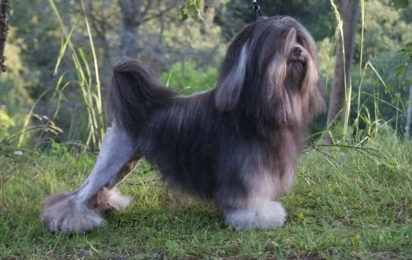 Petit chien lion - Race de chien