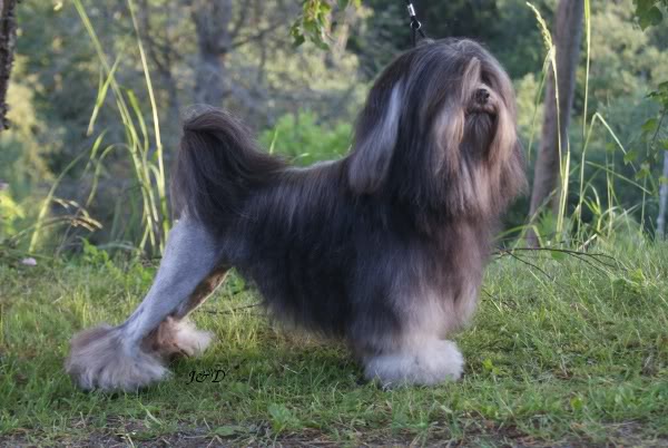 Petit chien lion - Race de chien
