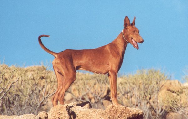 Podenco canario - Race de chien