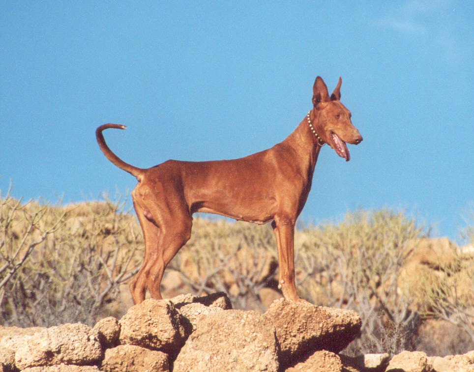 Podenco canario - Race de chien