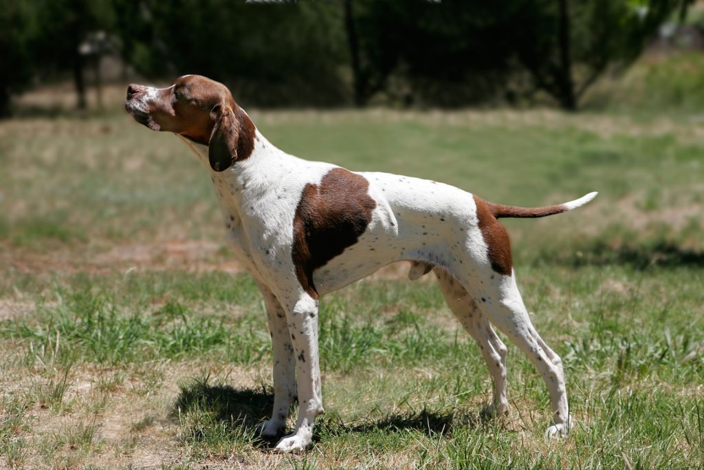 Pointer anglais - Race de chien