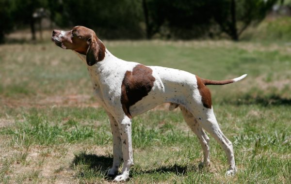 Pointer anglais - Race de chien