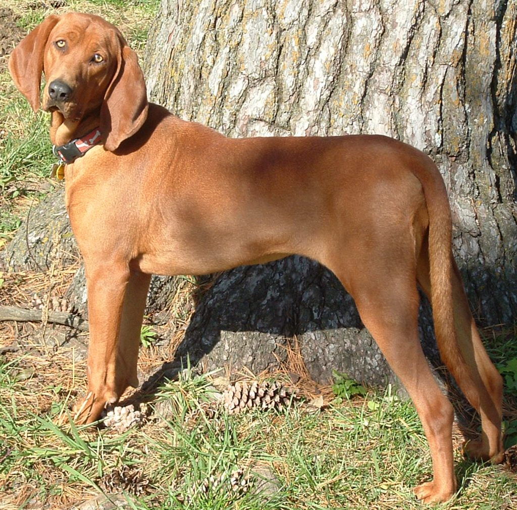 Redbone - Race de chien