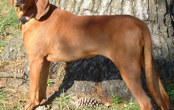 Redbone - Race de chien
