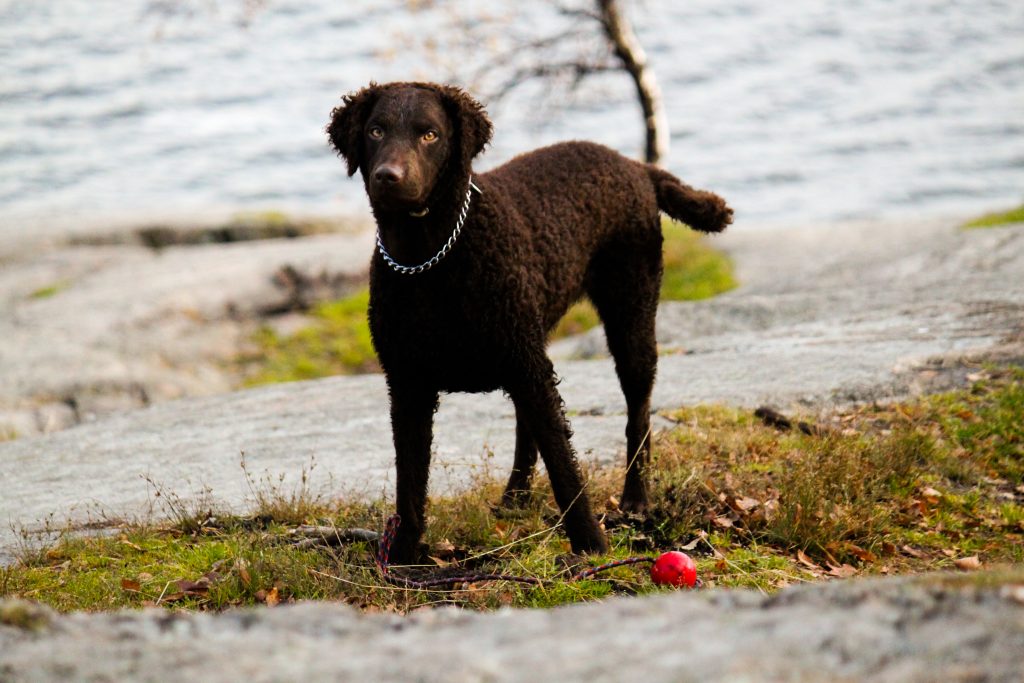 Retriever à poil bouclé - Race de chien
