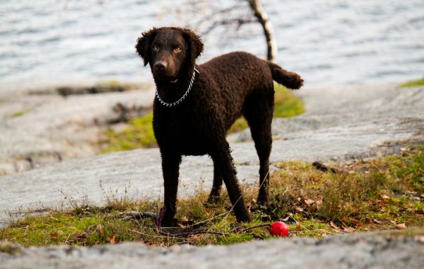 Retriever à poil bouclé - Race de chien