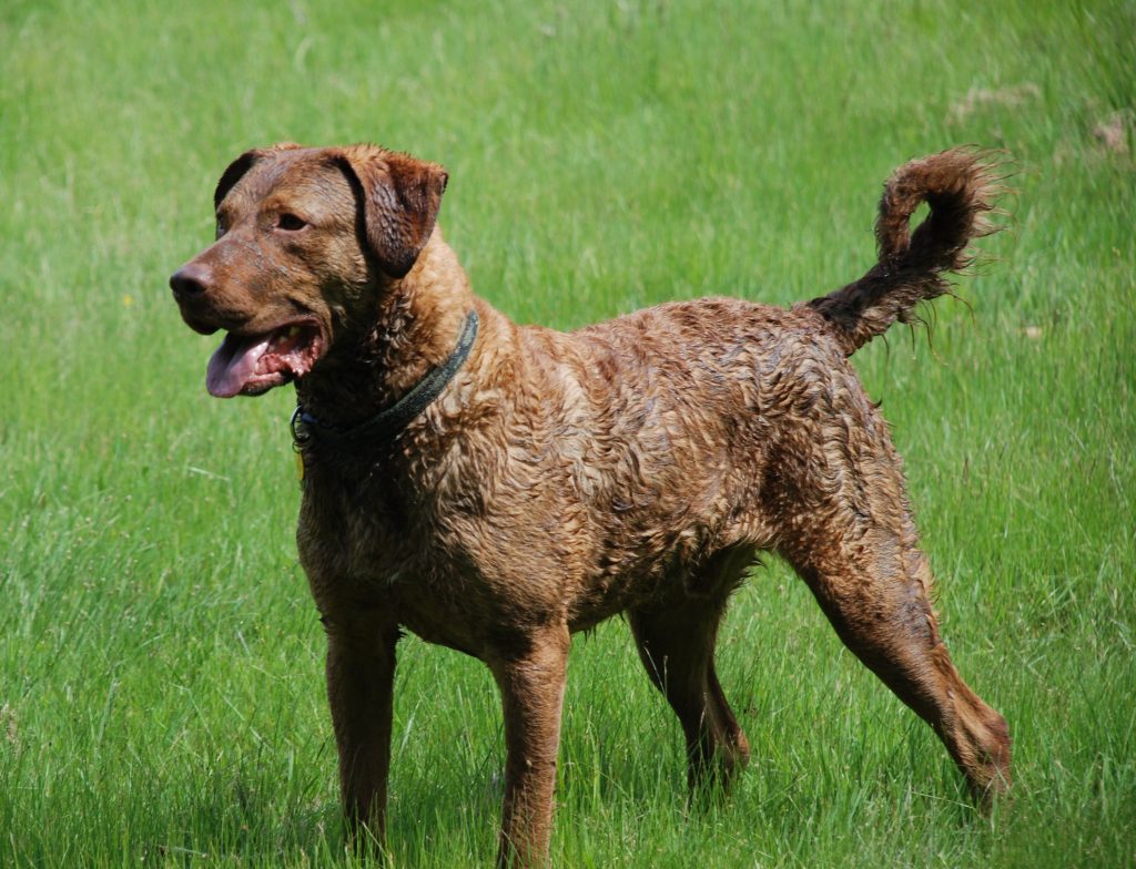 Retriever de la baie de Chesapeake - Race de chien