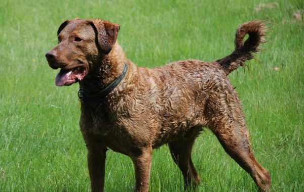 Retriever de la baie de Chesapeake - Race de chien