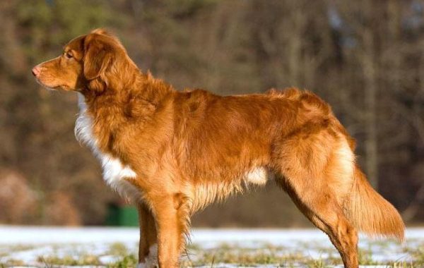 Retriever de la Nouvelle-Écosse - Race de chien