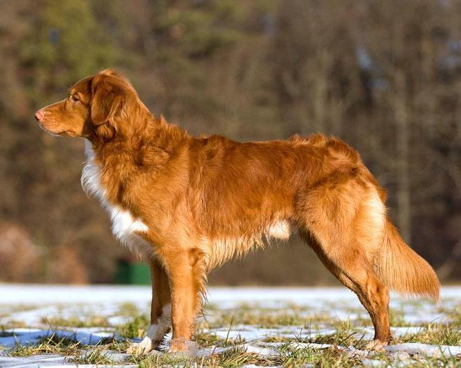 Retriever de la Nouvelle-Écosse - Race de chien