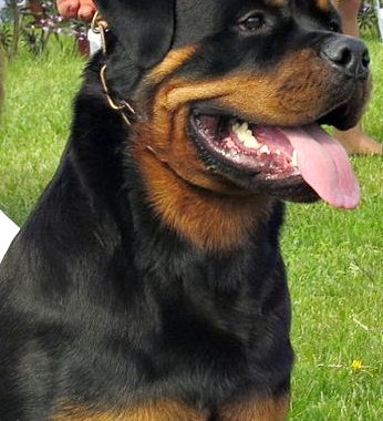 Rottweiler - Race de chien