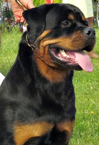 Rottweiler - Race de chien
