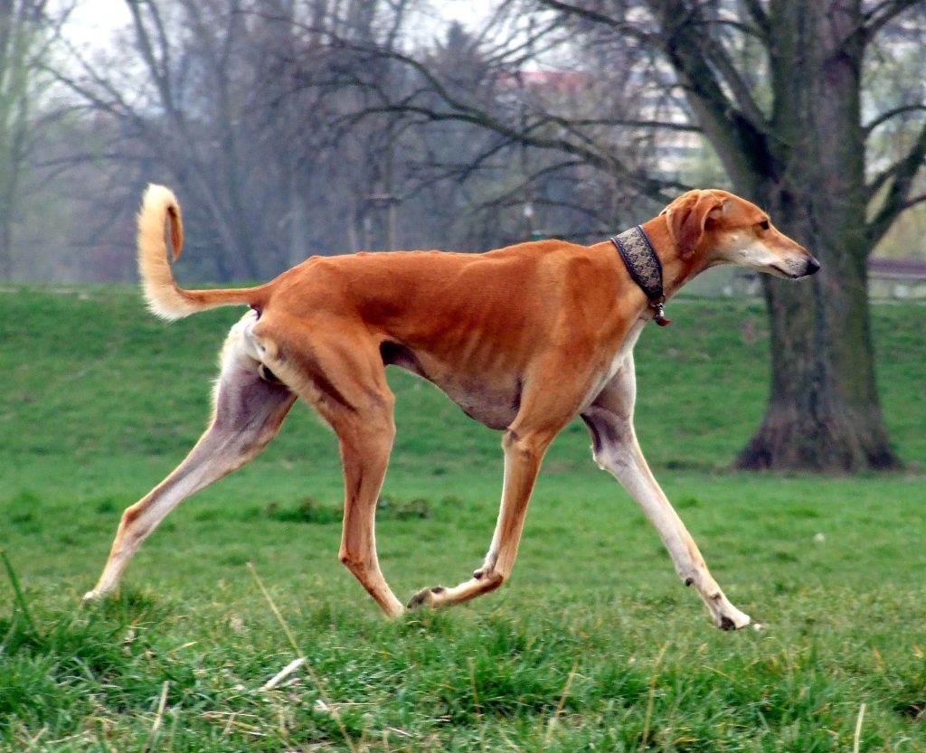 Lévrier persan - Race de chien