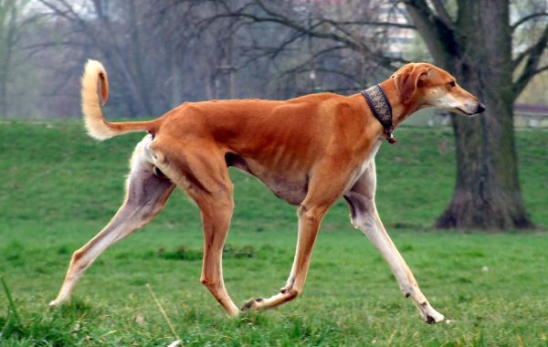 Lévrier persan - Race de chien