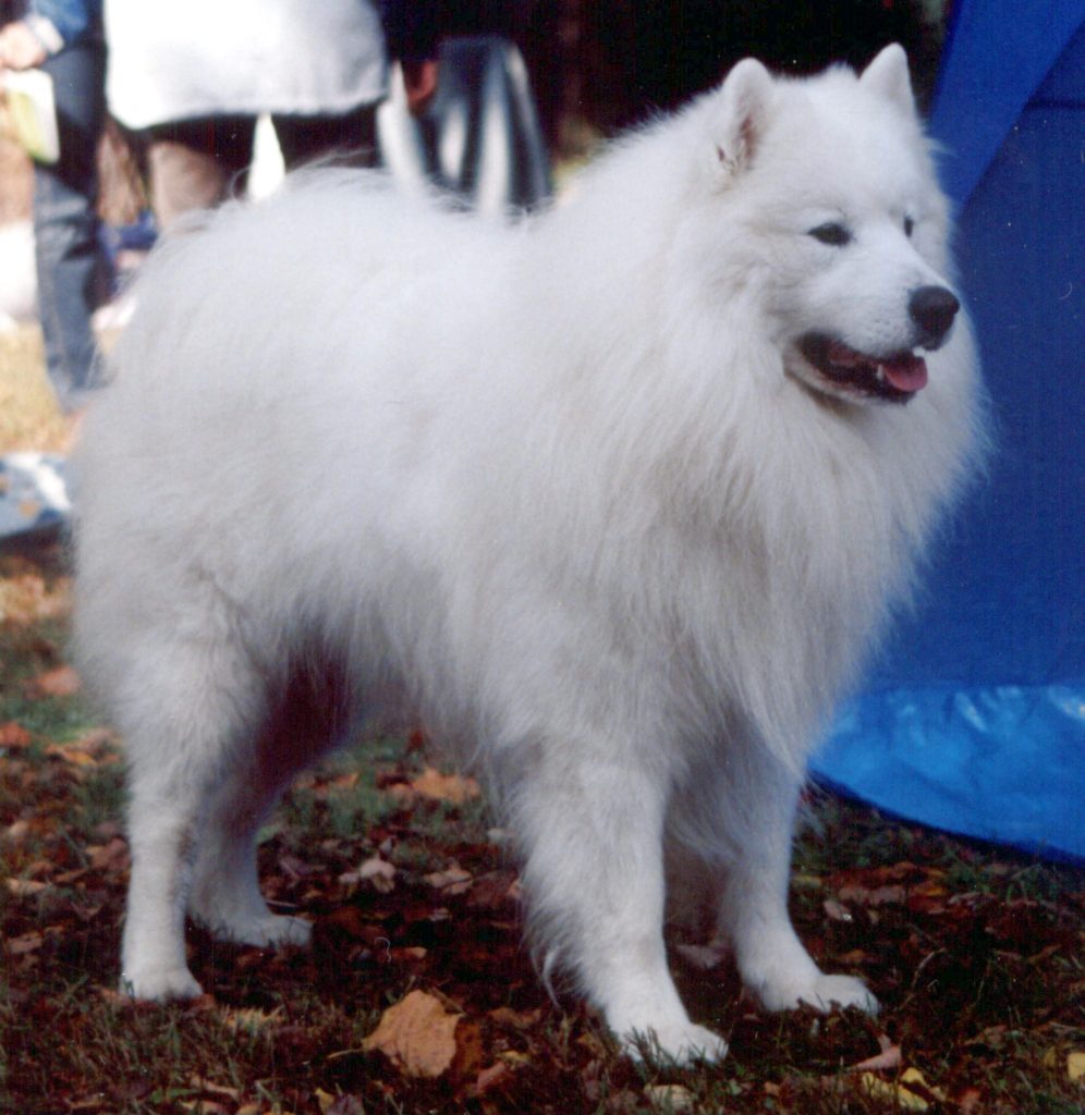 Samoyède - Race de chien