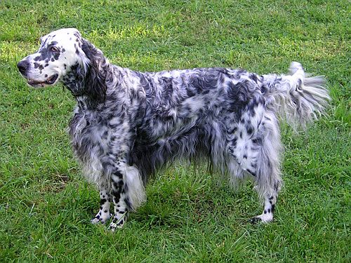 Setter anglais - Race de chien